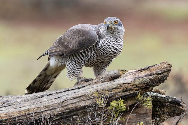A grey-barred hawk standing on a weathered log in soft light