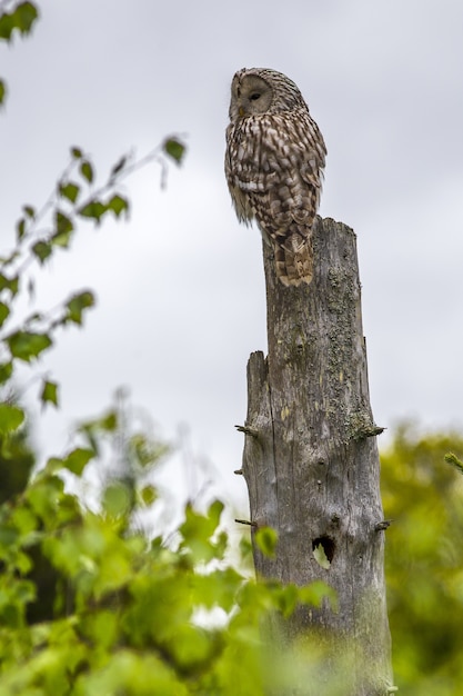 A small owl perched on top of a tall dead tree trunk against a pale sky