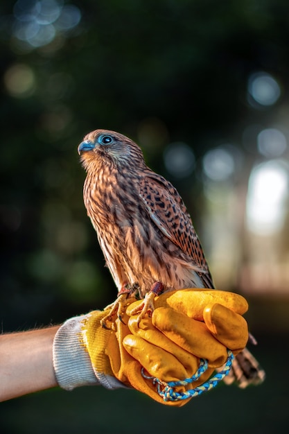 A small falcon with a rust-brown back standing on a thick yellow falconry glove