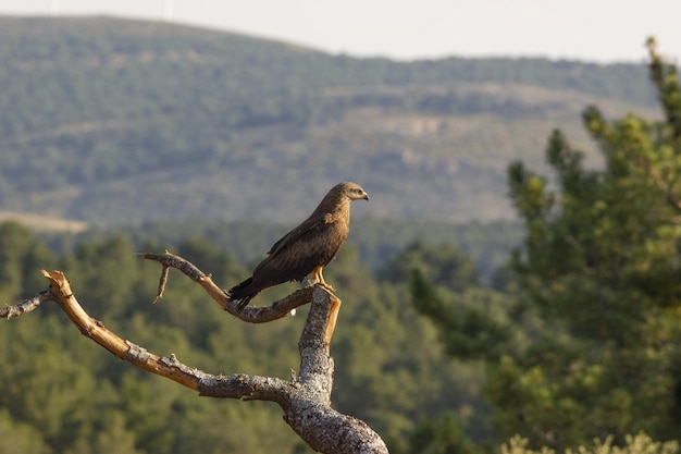 A bird of prey perched on a dead branch with tree-covered hills behind it