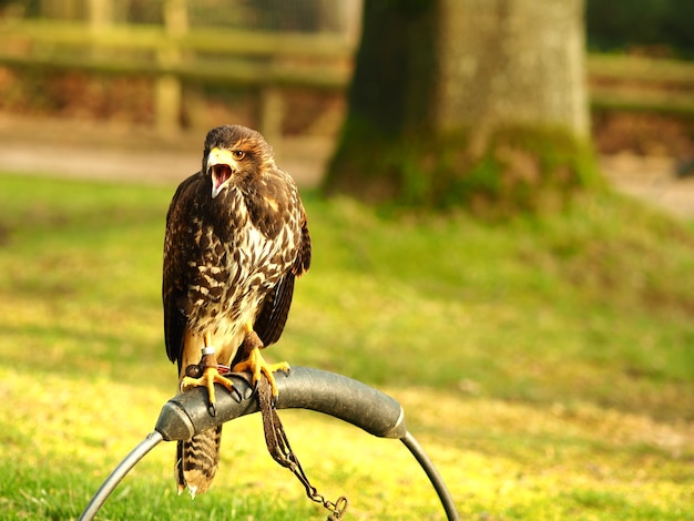 A dark brown, cream-spotted hawk standing on a curved metal perch above short grass