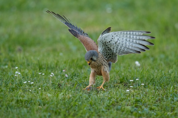 A kestrel with wings spread touching down on short green grass