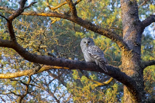 A grey-brown owl perched on a pine branch among autumn-coloured leaves